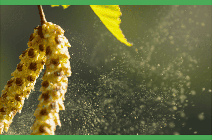 What Triggers Allergic Rhinitis?
