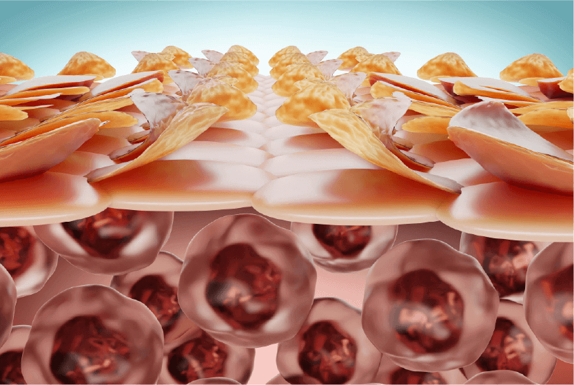 Skin structure illustration